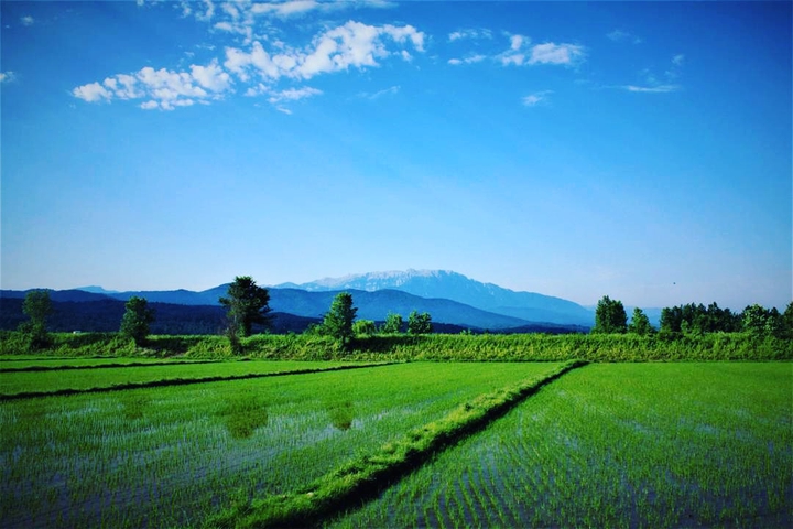 rice