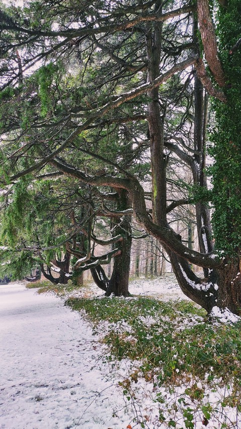 Trees