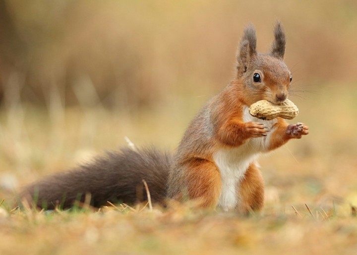 nut squirrel