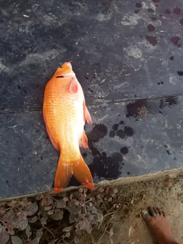 gold Fish