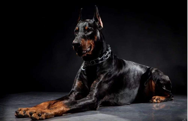 THE TERRIER