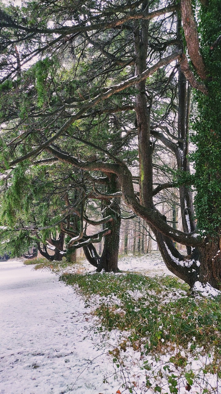 Trees