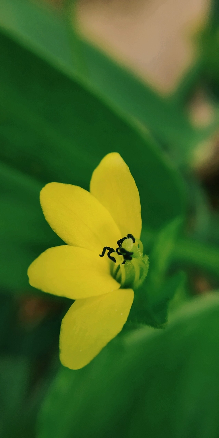 yellow green