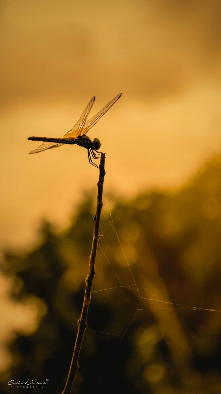Golden Hour