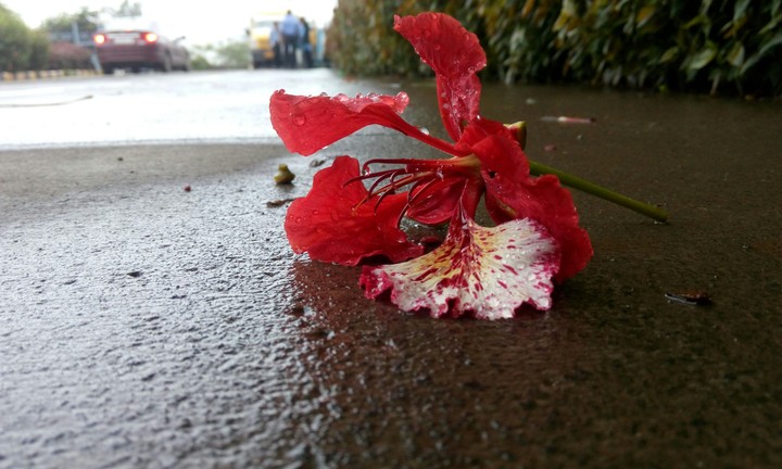 Lost and separated, beauty radiates evermore