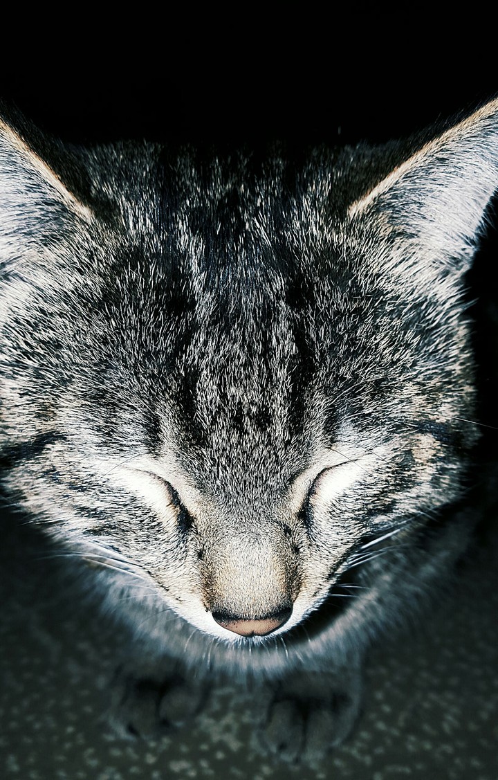 My cat