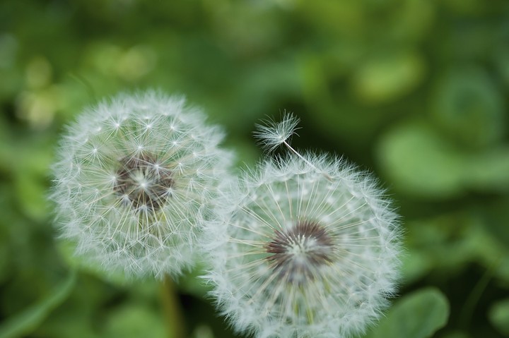 Dandelions