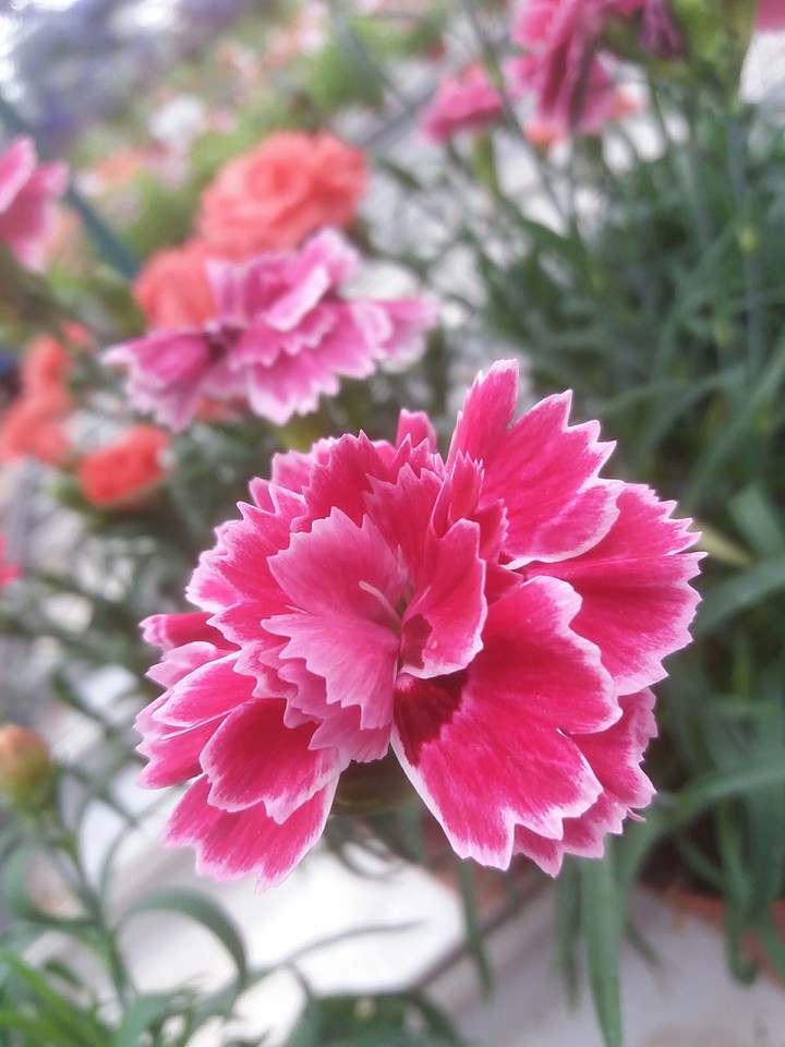 Flower