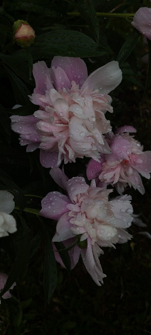 tree, flower वॉलपेपर