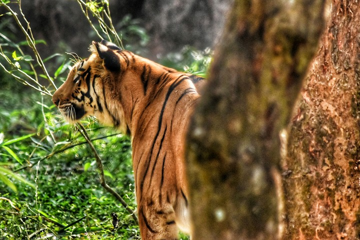 The Tigress.