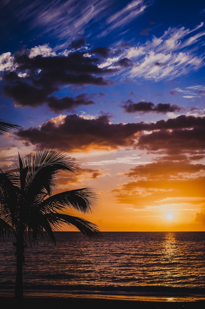 palm plant