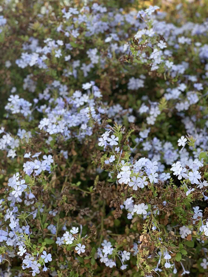 Yafo flower