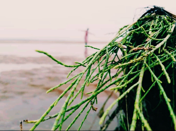 pic by me...??