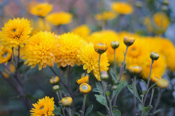 flowers
