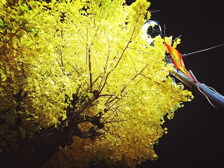 yellow-leaf