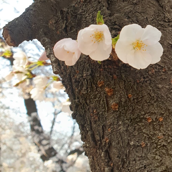 봄