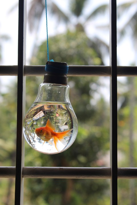 goldfish