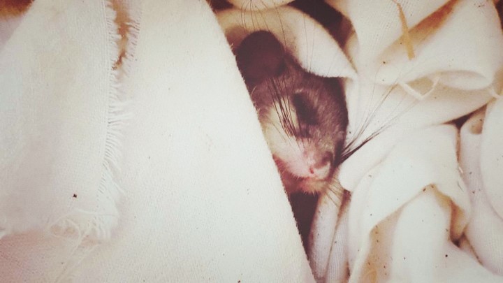 bébé loire
