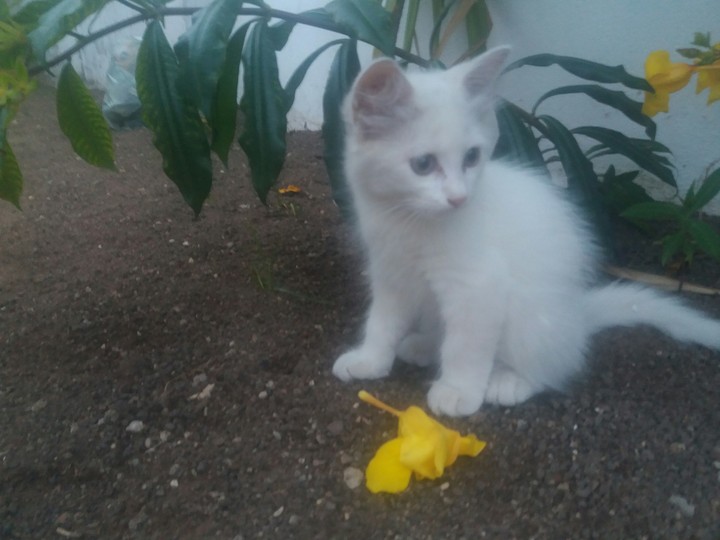 My Cat