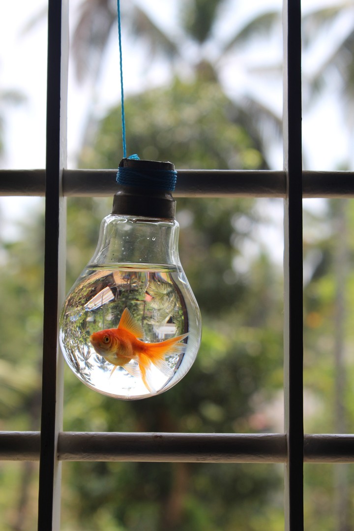 goldfish