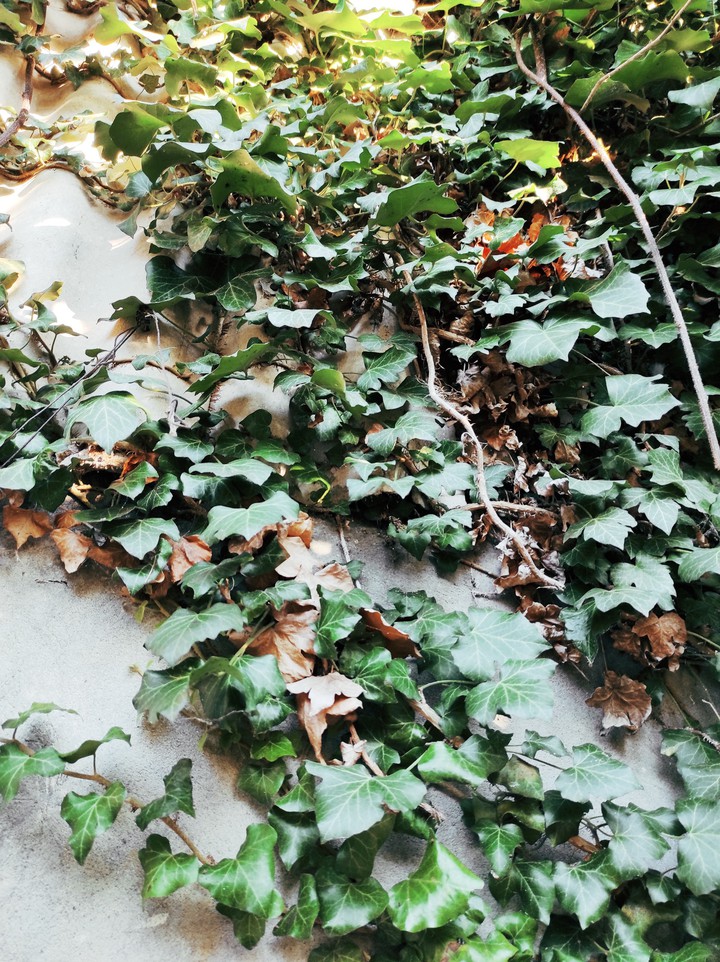 Ivy