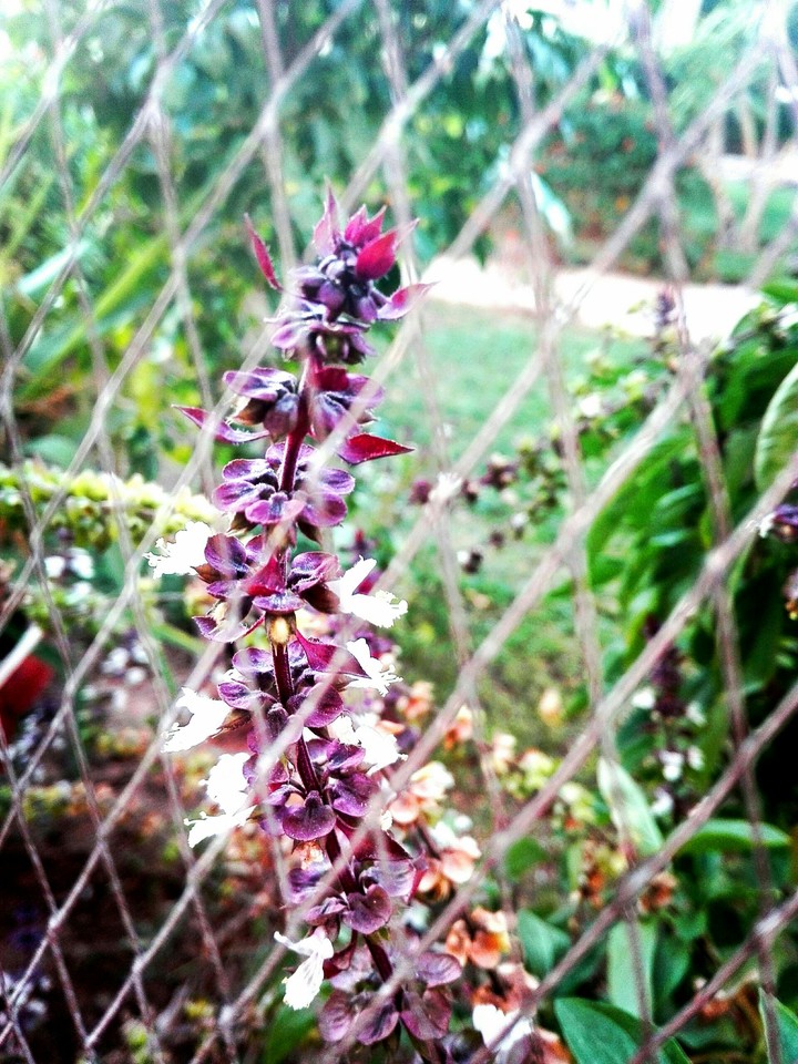 flower