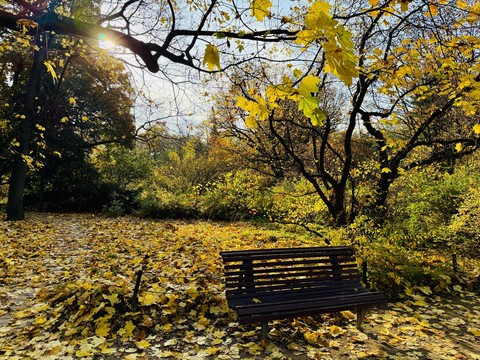 шпалери branch, leaf