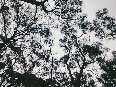 cielo