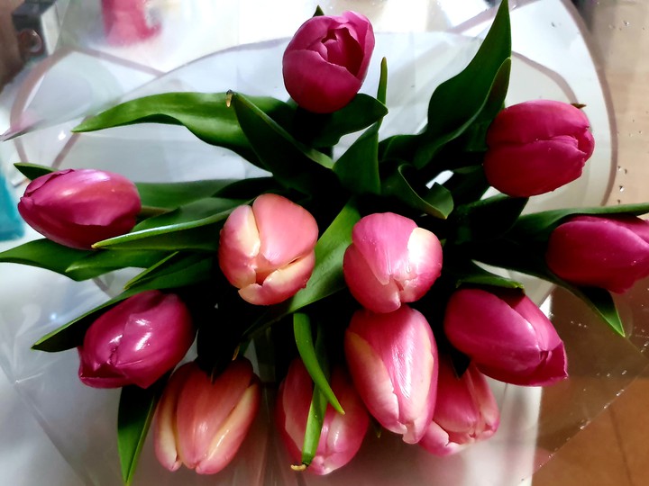 Tulips