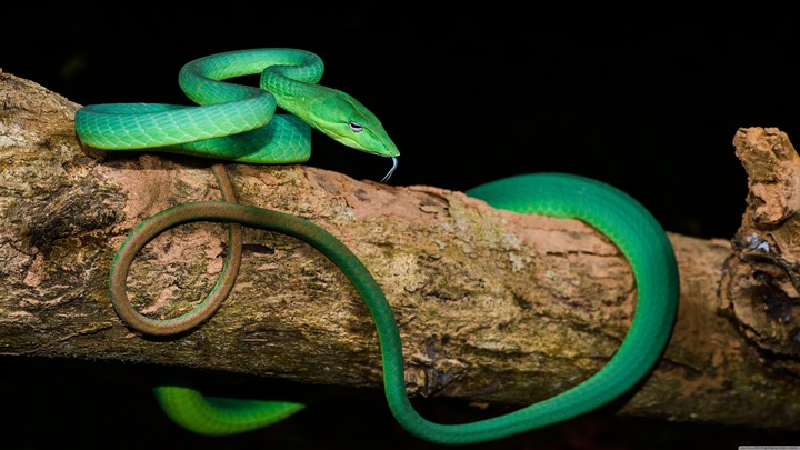Green Oriental Whip Snake