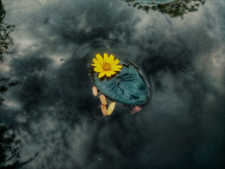 flower