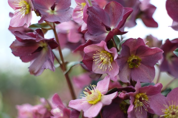 Christmas rose