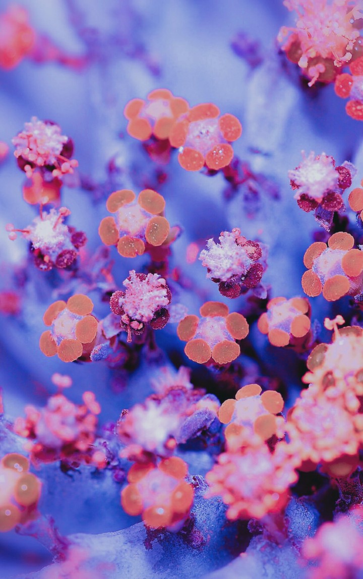 Flores