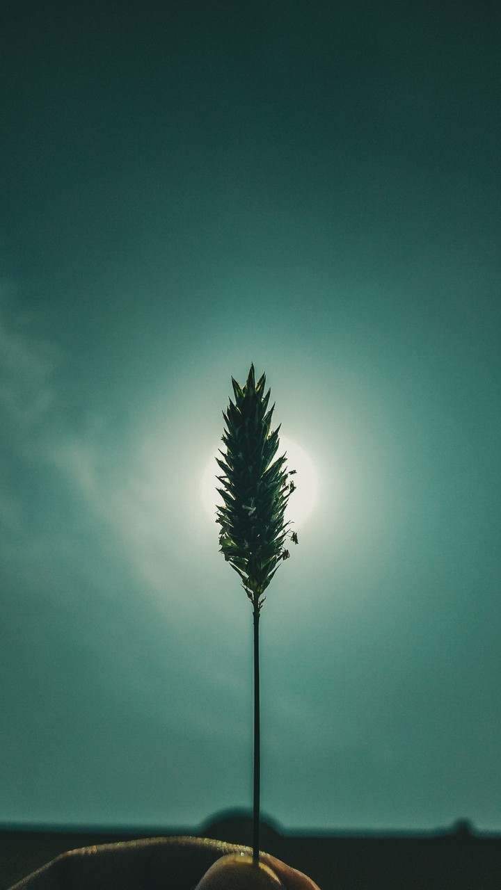 Sun green