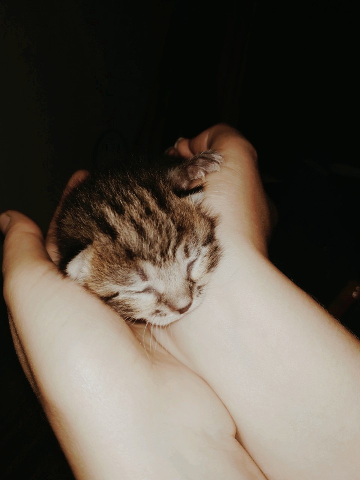 Kat
