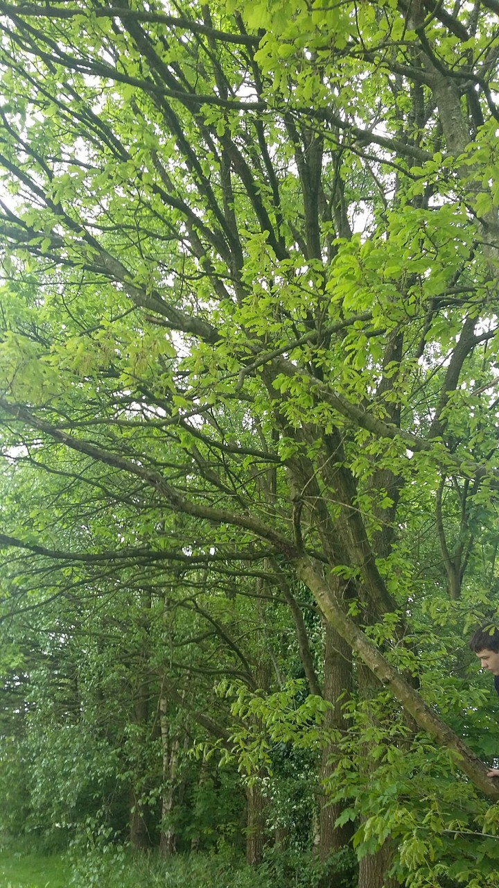 Run in the forest