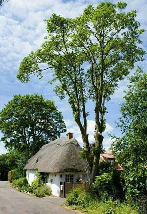 sfondi tree, flora