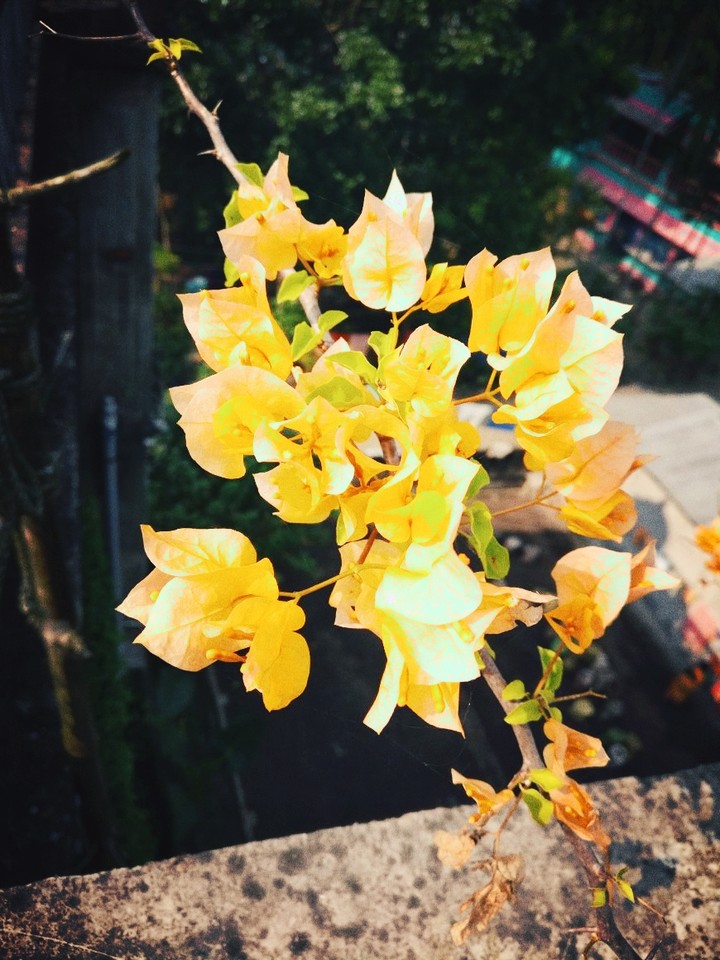 The Flower
