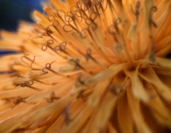 macro flower