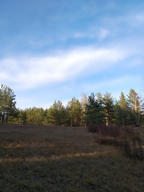 meadow