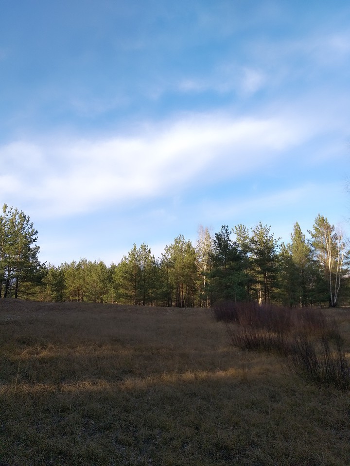 meadow