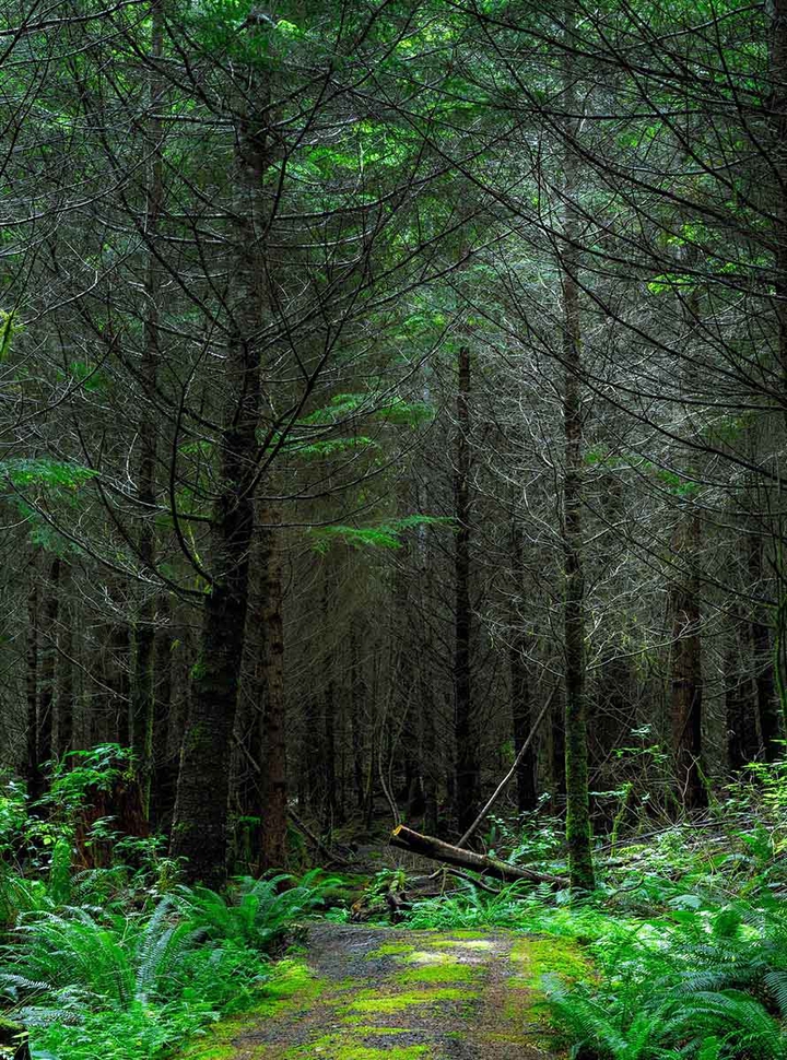 bosque