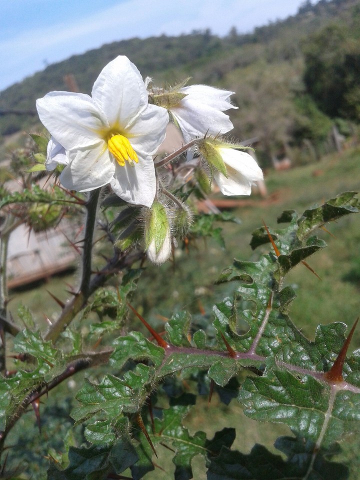 Flower