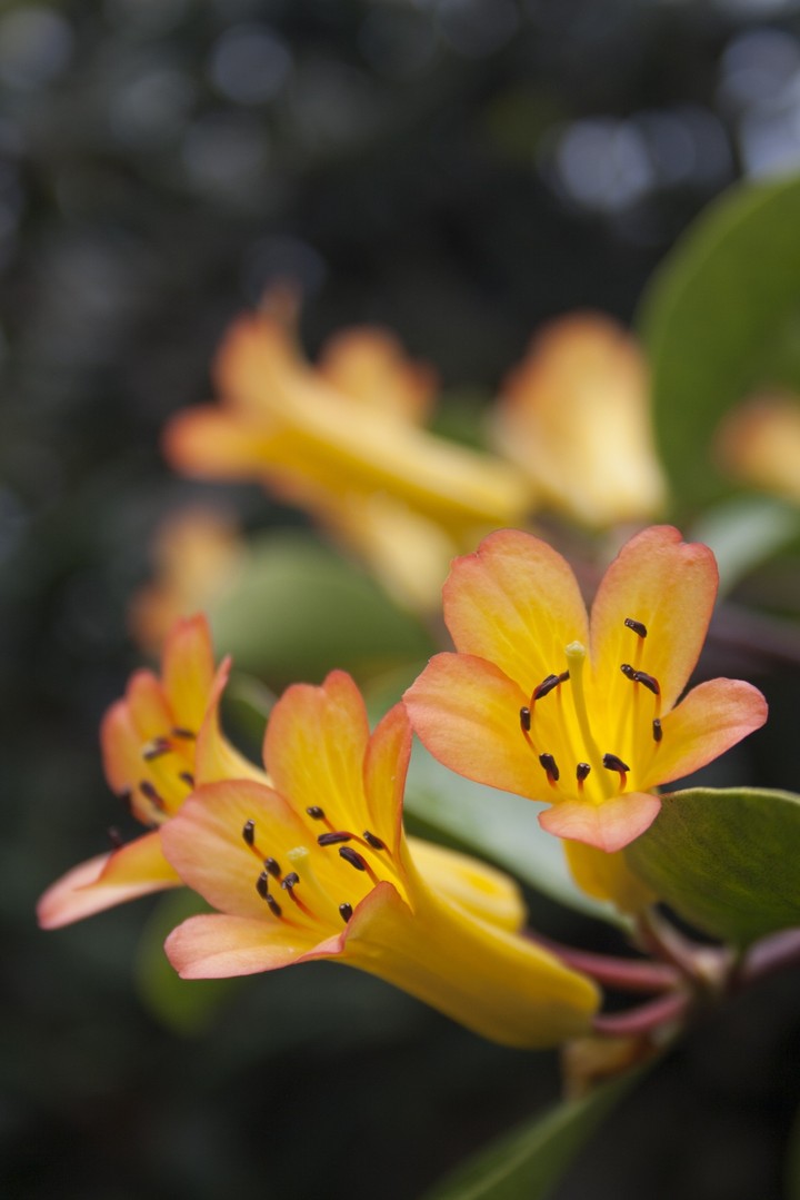 Yellow Flower with blur Background