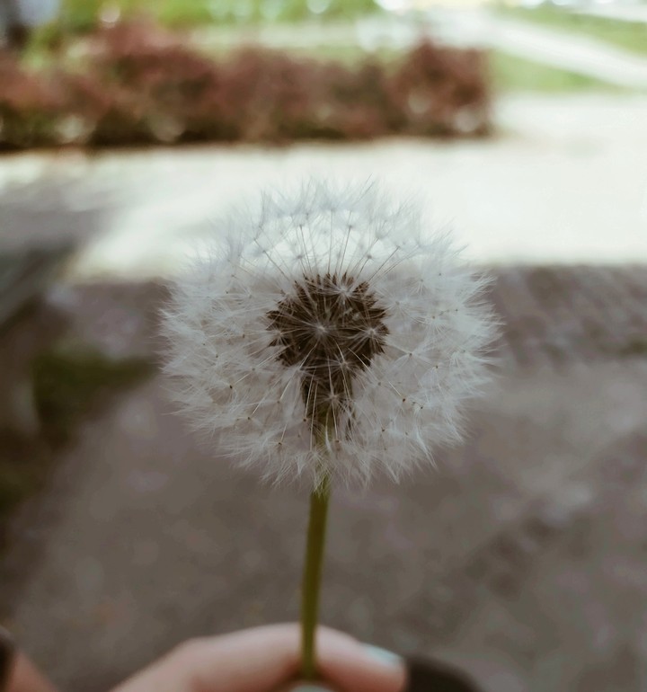 ~dandelion~