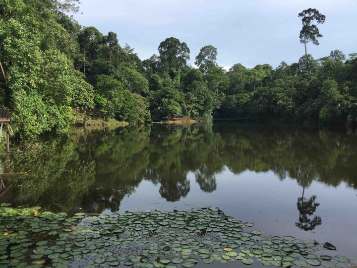 Malaysia tropical rain forest