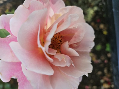 Delicate Fall Rose