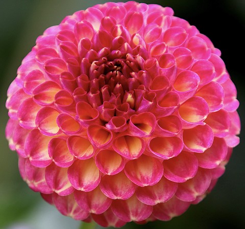 Pink/Yellow Flower