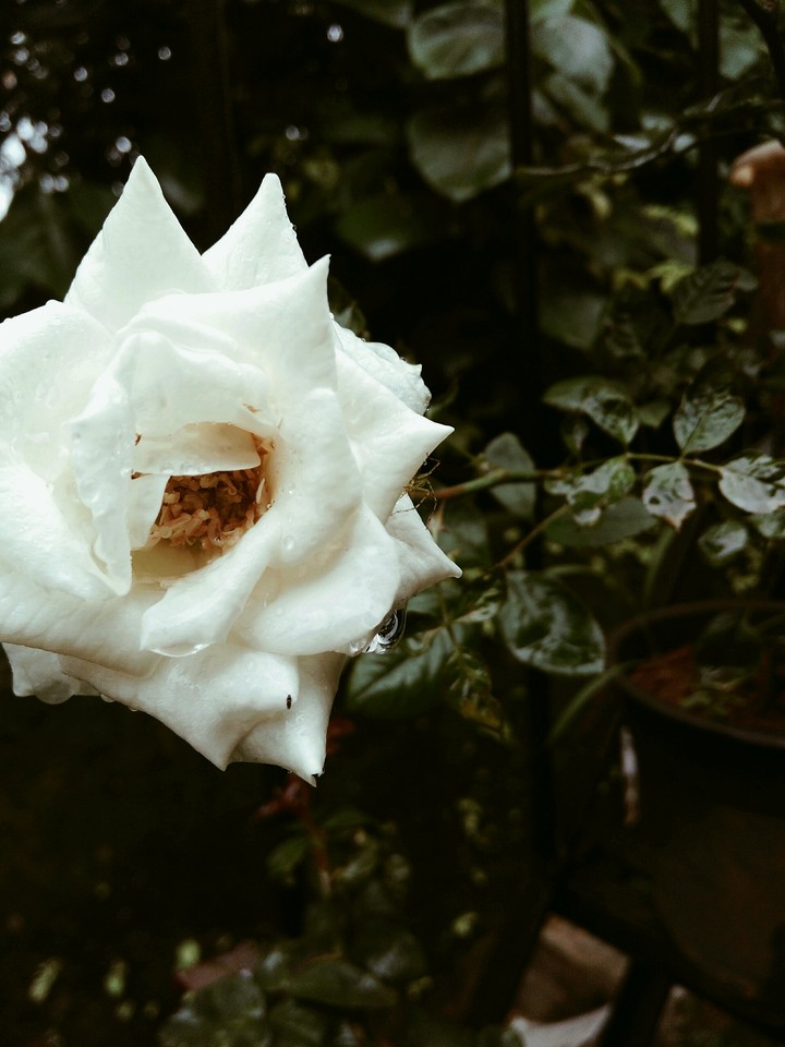the rose