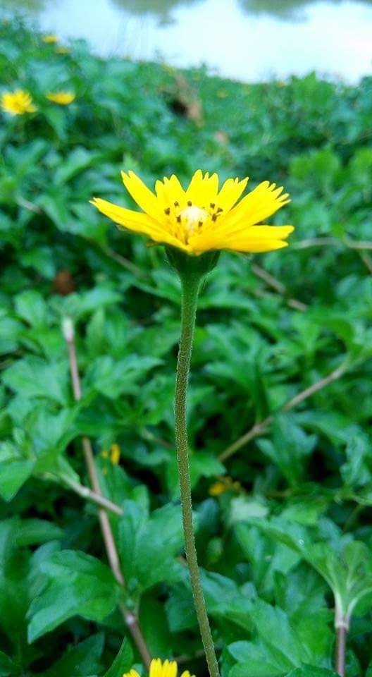 yellow flower